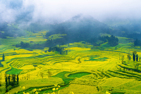 Canola field, rapeseed flower field with morning fog in Luoping, China.の写真素材