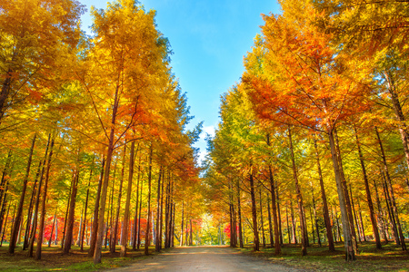 Autumn trees in Nami island, Korea.の写真素材