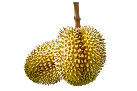 Durian on white background.の写真素材