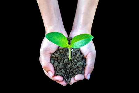 plant in the hands.