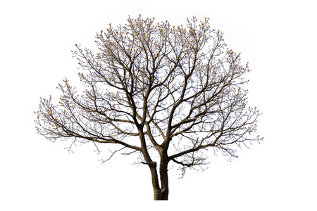 Dead tree isolated with white background.
