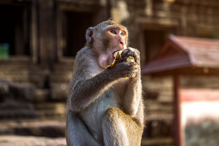 Monkey eating banana.の写真素材