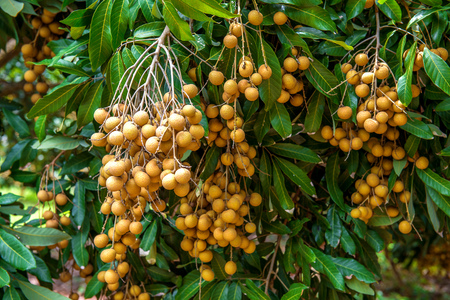 Longan orchards - Tropical fruits beautiful longan in Thailandの写真素材