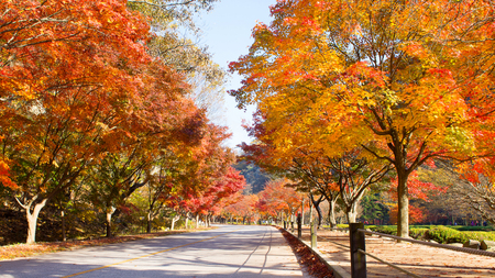Autumn leaves in autumn park.の写真素材
