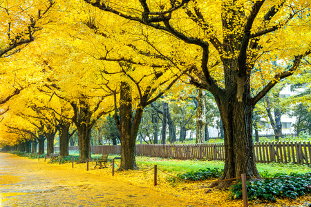 Row of yellow ginkgo tree in autumn. Autumn park in Tokyo, Japan.の写真素材