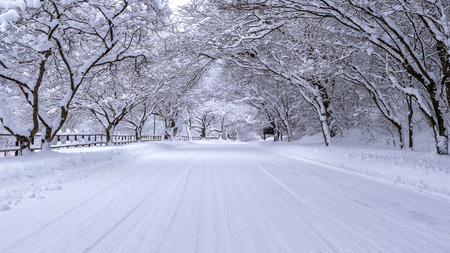 Road and tree covered by snow in winter.の写真素材