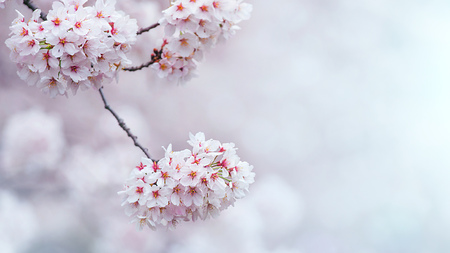 Cherry blossom in spring. spring season background, Sakura season in korea. Soft focusの写真素材