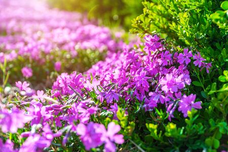 Flower with sunlight in spring. Nature background in spring.の写真素材