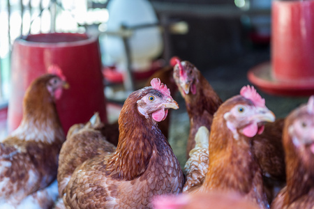 Hen, Chicken eggs in farm.の写真素材