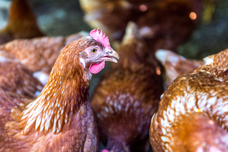 Hen, Chicken eggs in farm.の写真素材