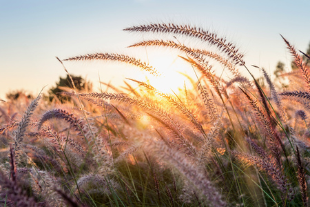 Grass flower at sunset.の写真素材