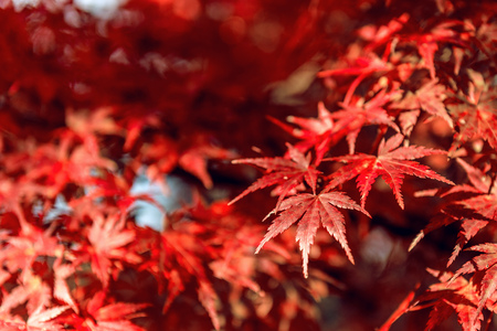 Red maple in Autumn.の写真素材
