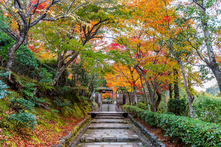 Adashinonenbutsuji temple in autumn, Kyoto in Japan.のeditorial素材