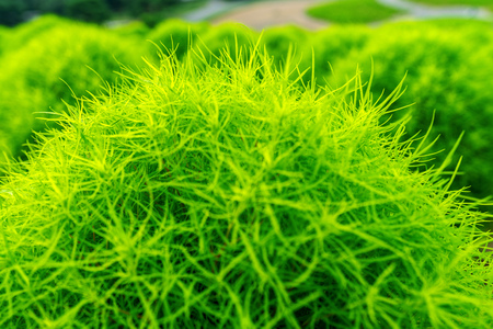Beautiful kochias at Hitachi seaside park, Japan.の写真素材