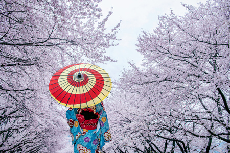 Asian woman wearing japanese traditional kimono and cherry blossom in spring, Japan.の写真素材
