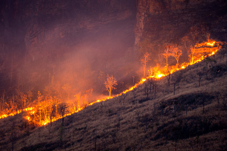 Forest fire on mountains.の写真素材