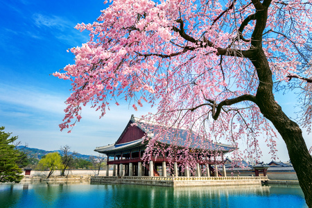 Gyeongbokgung Palace with cherry blossom in spring, Seoul in Korea.のeditorial素材