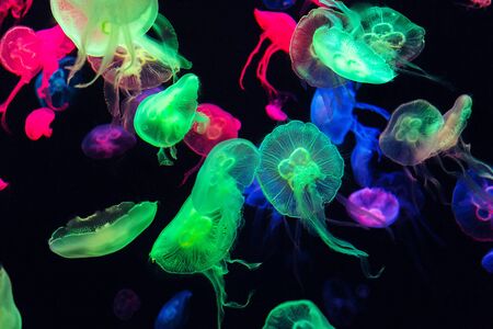 Colorful Jellyfish underwater. Jellyfish moving in water.の写真素材
