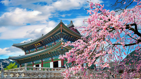 Cherry blossoms in spring, Seoul in Korea.のeditorial素材