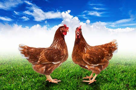 Hen, Chickens on the green meadow and blue sky background.の写真素材