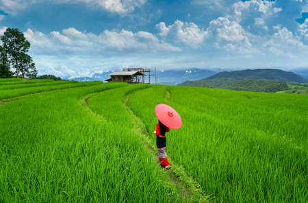 Asian woman wearing thai culture traditional at rice terrace of Ban pa bong piang in Chiang mai, Thailand.の写真素材