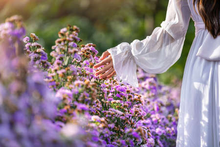 Women's hands touch purple flowers in the fields.の写真素材