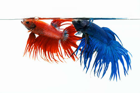 Blue and red betta fish, fighting fish isolated on white background.の写真素材