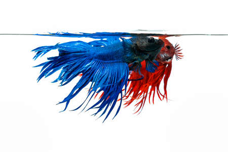 Blue and red betta fish, fighting fish isolated on white background.の写真素材