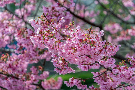 Pink flower, Cherry blossoms tree in spring.の写真素材