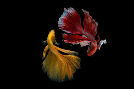 Betta fish, siamese fighting fish betta isolated on black background.の写真素材