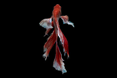 Betta fish, siamese fighting fish betta isolated on black background.の写真素材
