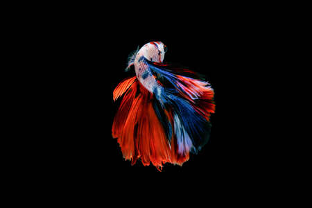 Betta fish, siamese fighting fish betta isolated on black background.の写真素材
