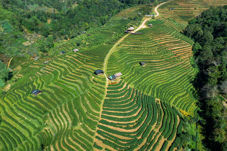 Aerial view of tea plantation in Chiang mai, Thailand.の写真素材