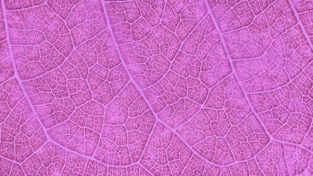 Close up of pink pastel leaf. Abstract pink texture background.の写真素材