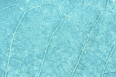 Close up of blue pastel leaf. Abstract blue texture background.