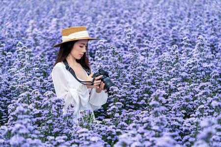 Tourist take a photo with digital camera in margaret flowers fields.の写真素材