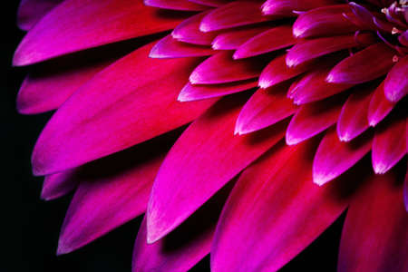 Gerbera flower close up, Macro flower.の写真素材