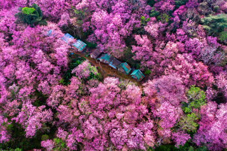 Aerial view of cherry blossom tree at Phu chi fa mountains in Chiang rai province, Thailand.の写真素材