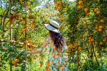 Pretty woman collects oranges from orange garden.の写真素材