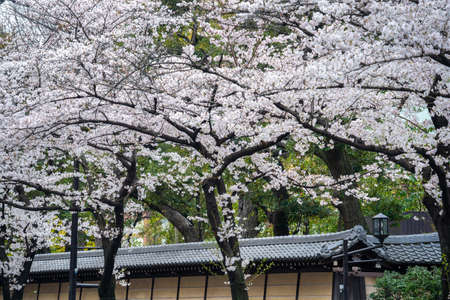 Row of Cherry blossom in spring, Tokyo in Japan.の写真素材