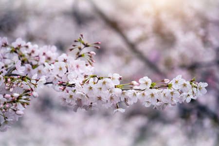 Beautiful Cherry blossom in spring. Spring background.の写真素材