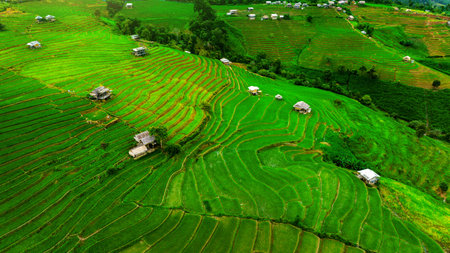 Aerial view of Rice terrace at Ban pa bong piang in Chiang mai, Thailand.の写真素材