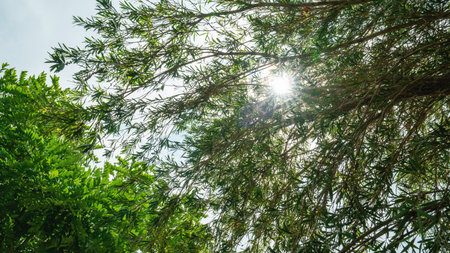 Green leaf with bright sun. natural background.の写真素材