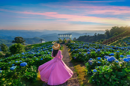 Beautiful girl enjoying blooming blue hydrangeas flowers in garden, Chiang Rai, Thailand.の写真素材
