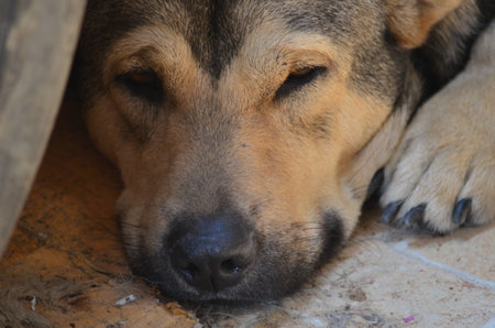 The dog to sleep.