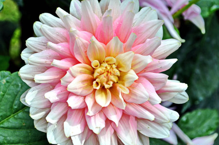 Stock Photo - Doi Suthep temple Chiang Mai, Thailand ,photo of flowerの写真素材