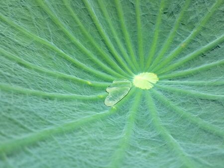 Drop of water on leaf.の素材