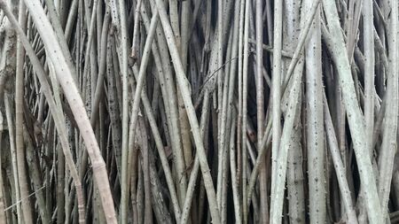 Tree roots.の素材
