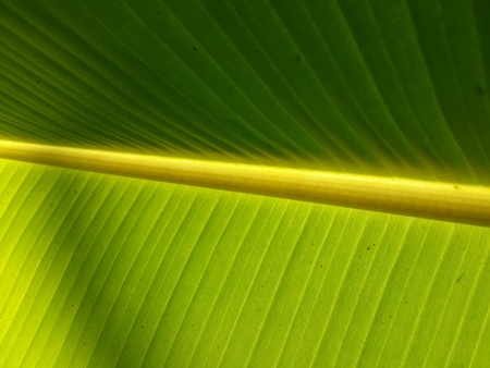 Texture and detail of banana leafの素材