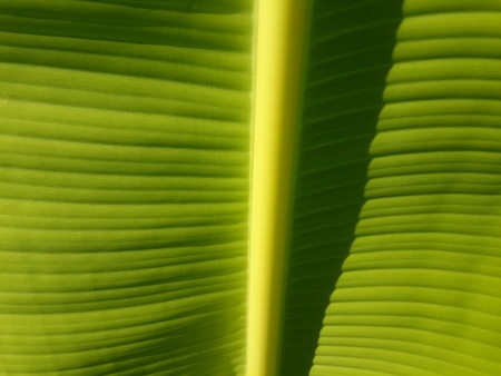 Texture and detail of banana leafの素材